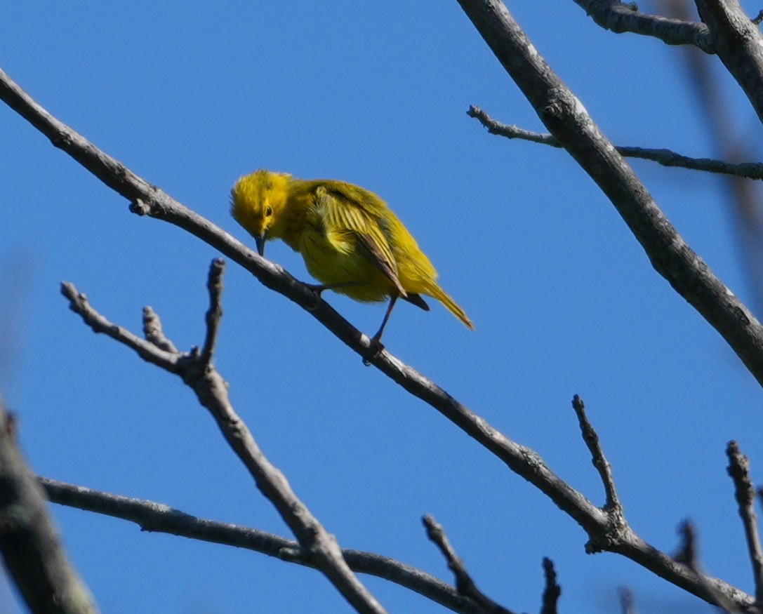 Yellow Warbler - ML620788518