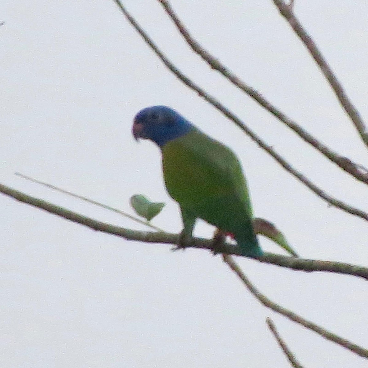 Blue-headed Parrot - ML620788519