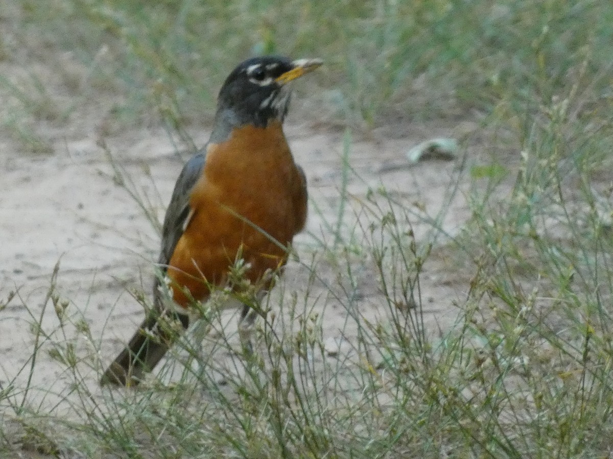 American Robin - ML620788520