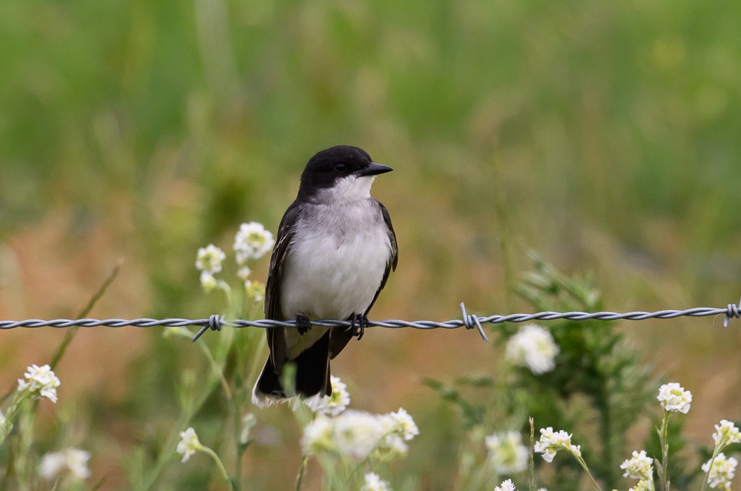 Eastern Kingbird - ML620788521