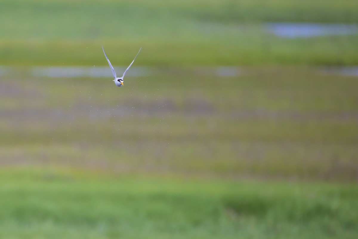 Least Tern - ML620788522