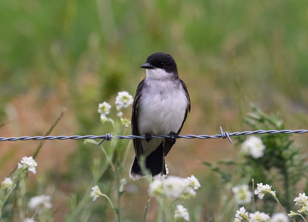 Eastern Kingbird - ML620788523