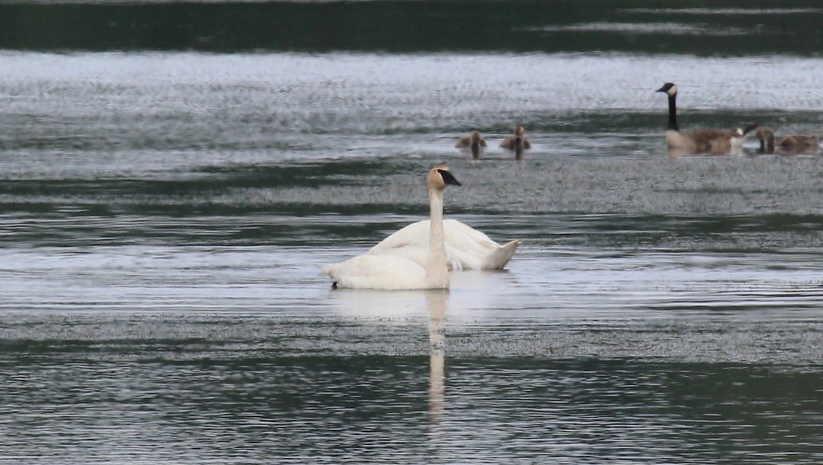 Trumpeter Swan - Bradley White