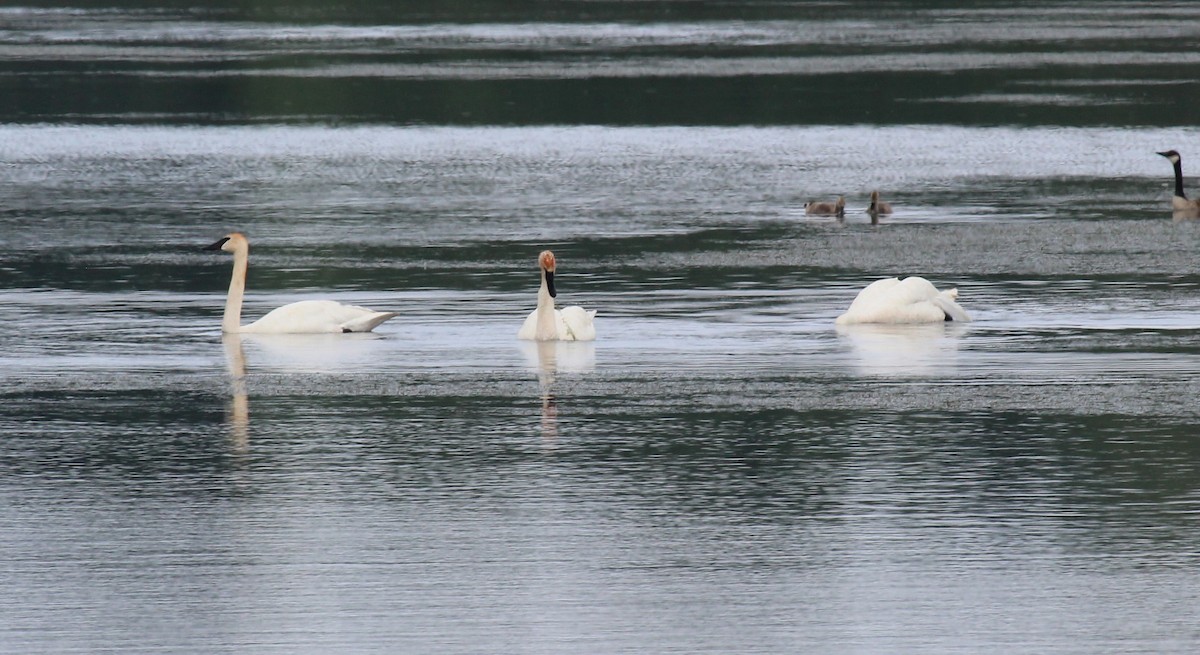 Trumpeter Swan - ML620788527