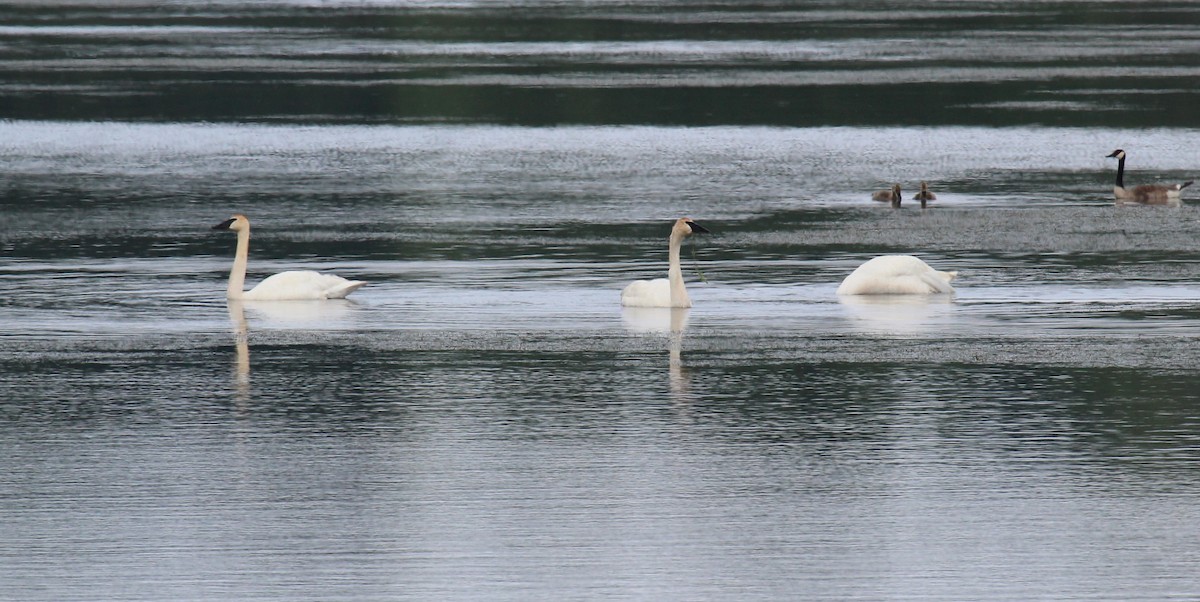 Trumpeter Swan - ML620788528