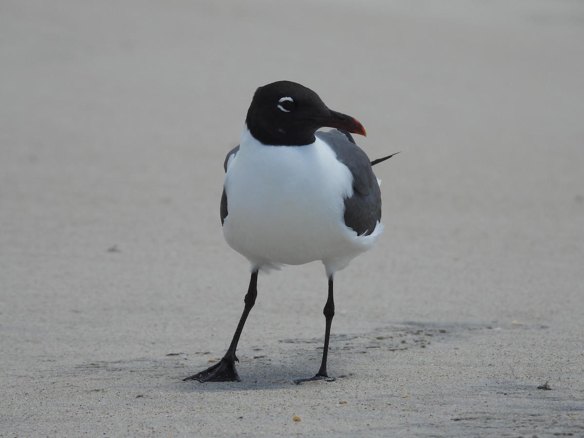 Laughing Gull - ML620788530