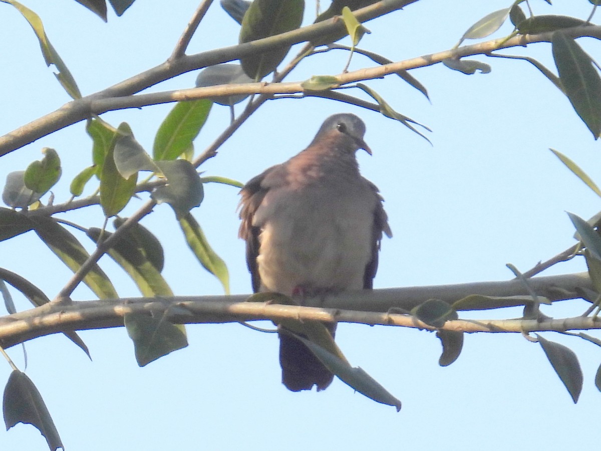 Red-eyed Dove - ML620788532