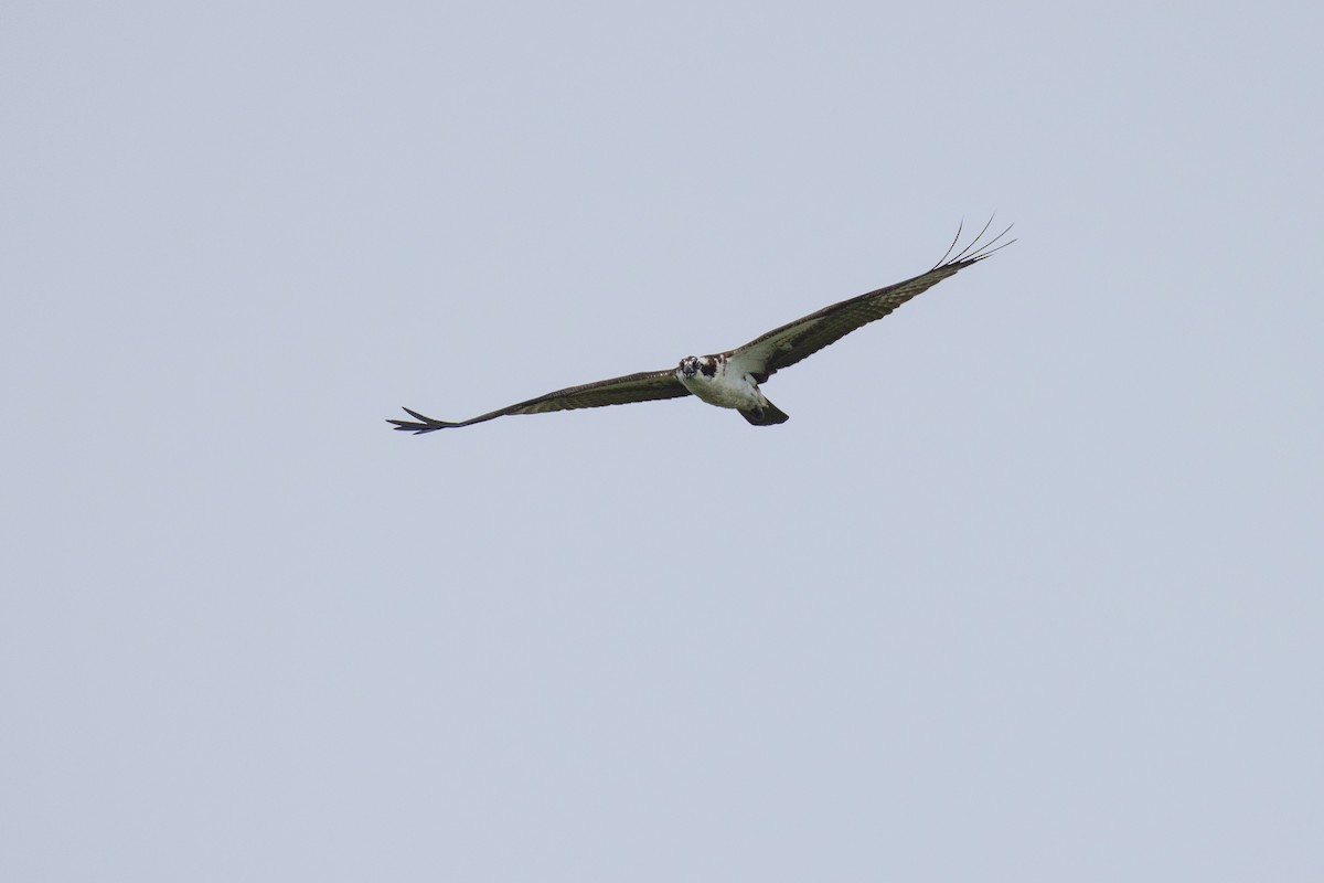 Osprey - ML620788533