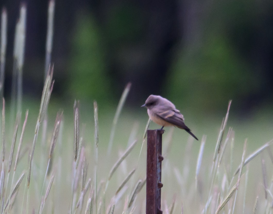 Western Wood-Pewee - ML620788538