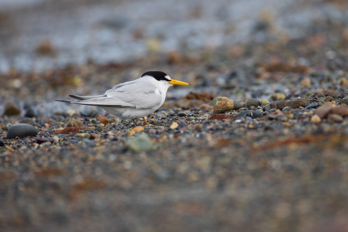 Least Tern - Harris Stein