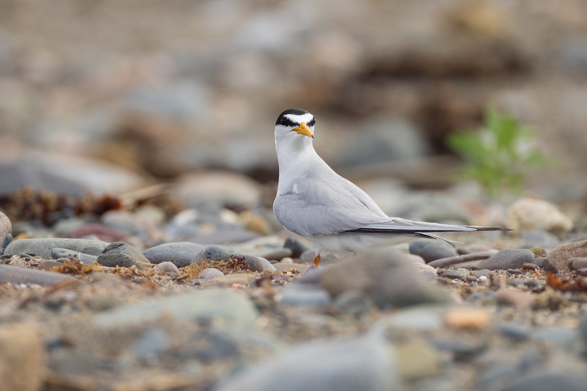 Least Tern - ML620788550