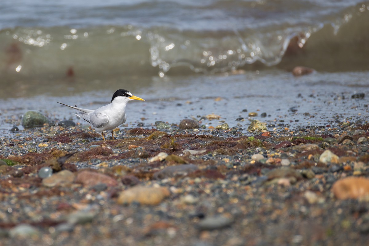 Least Tern - ML620788553