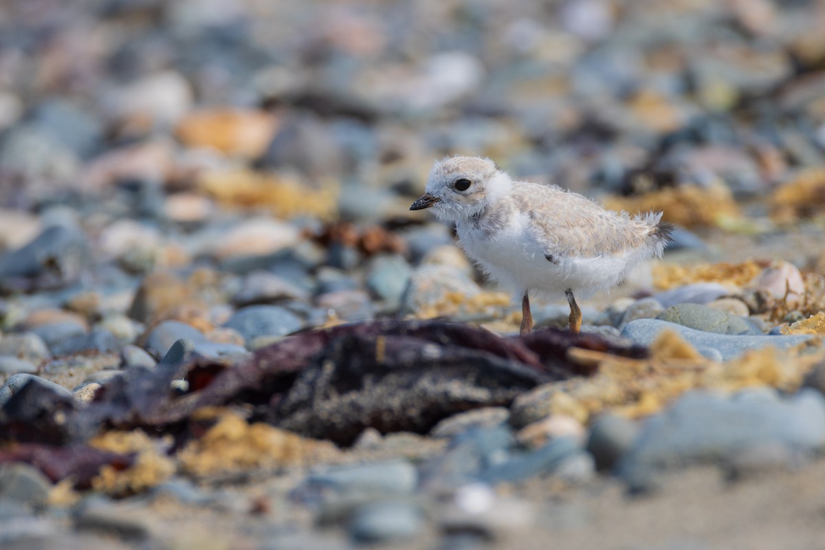 Piping Plover - ML620788556