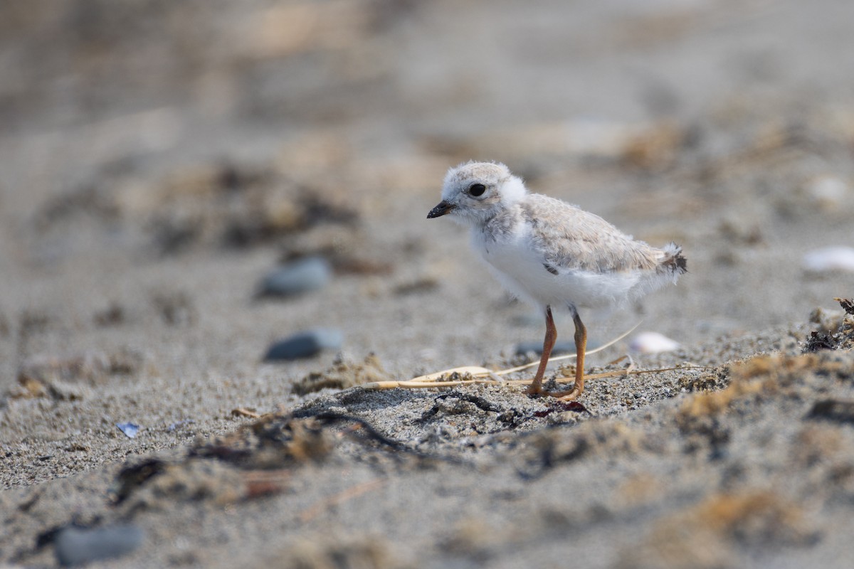 Piping Plover - ML620788557