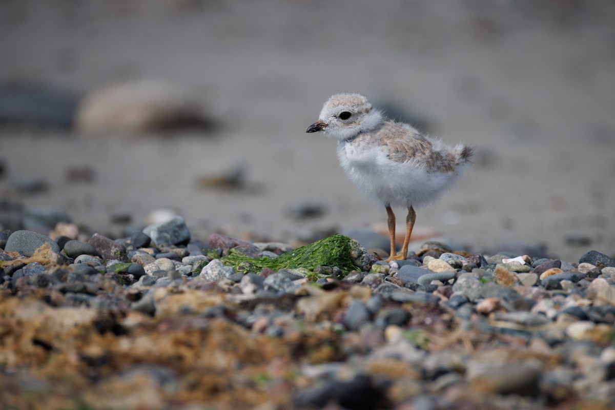 Piping Plover - ML620788558