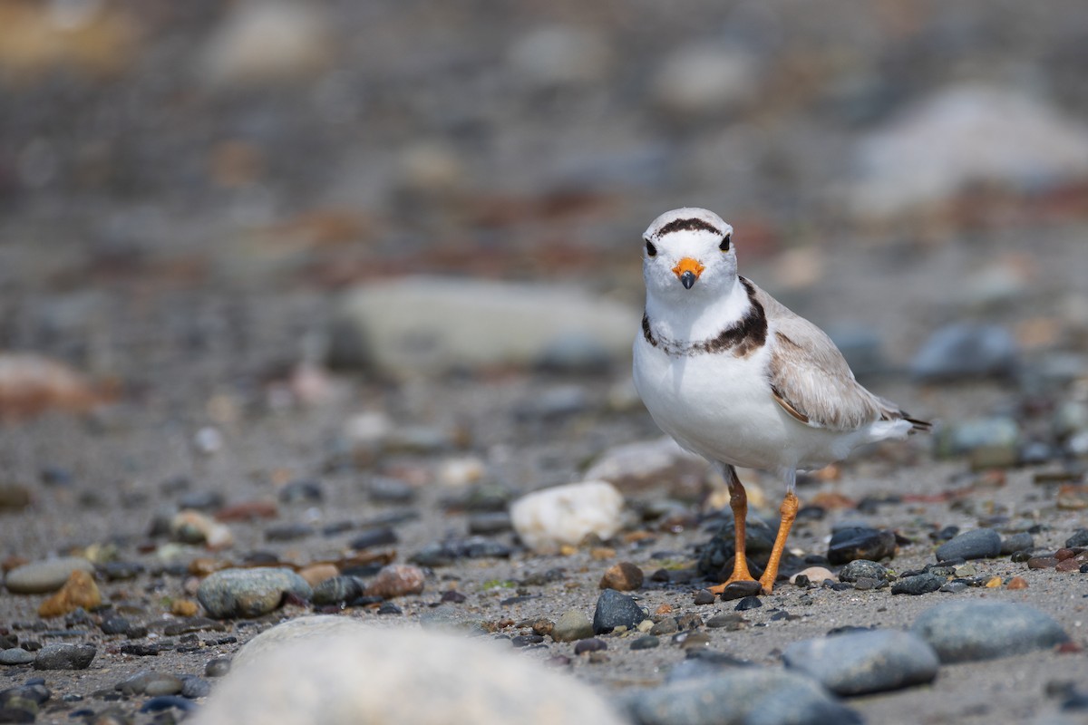 Piping Plover - ML620788559