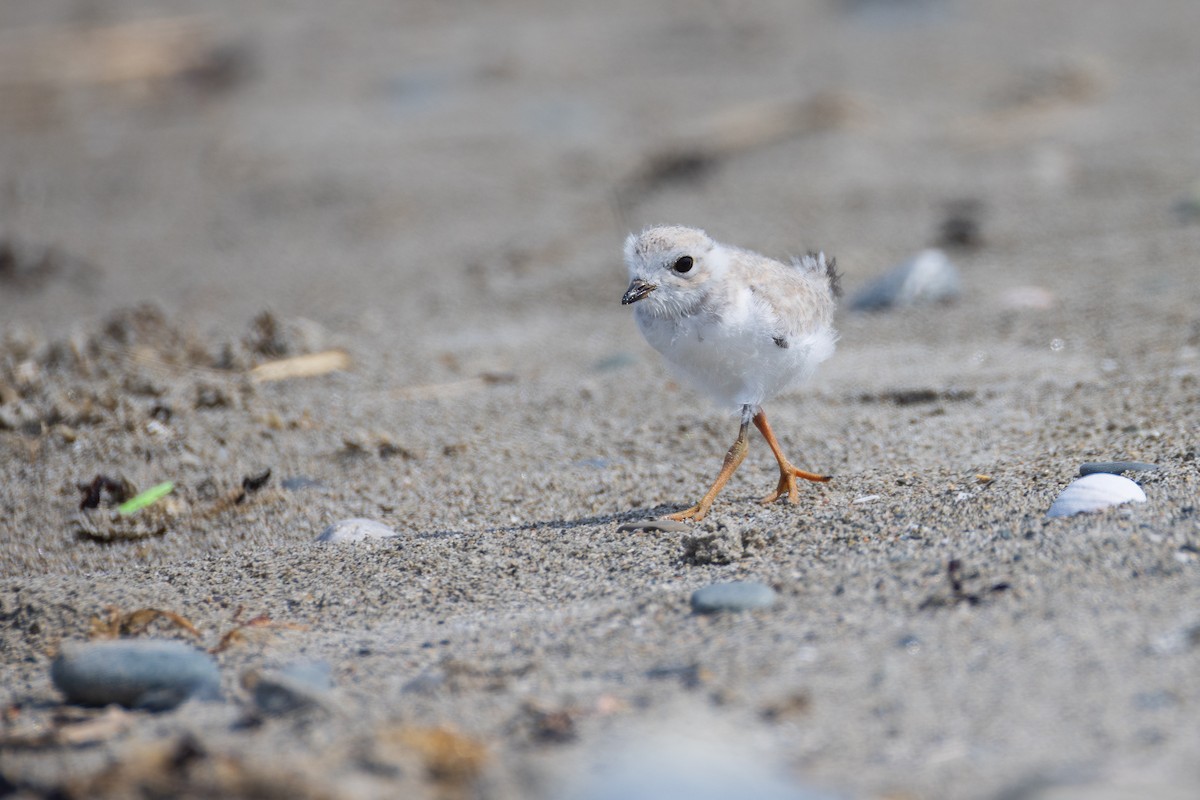 Piping Plover - ML620788560