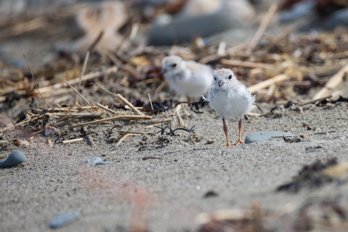 Piping Plover - ML620788561
