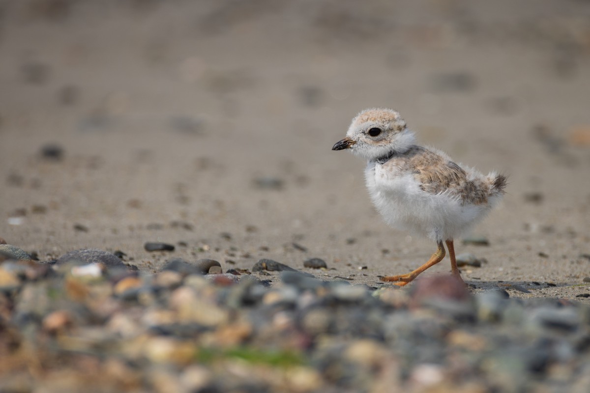 Piping Plover - ML620788562