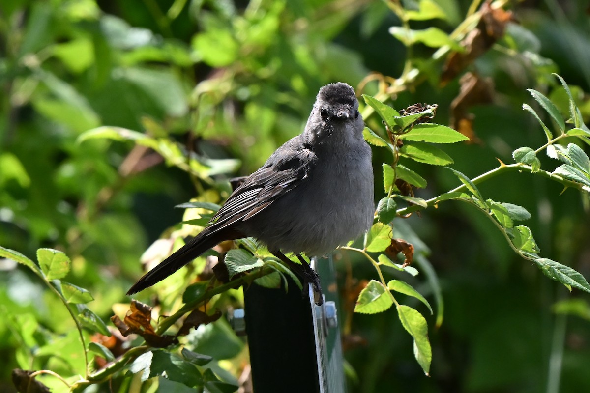 Pájaro Gato Gris - ML620788564