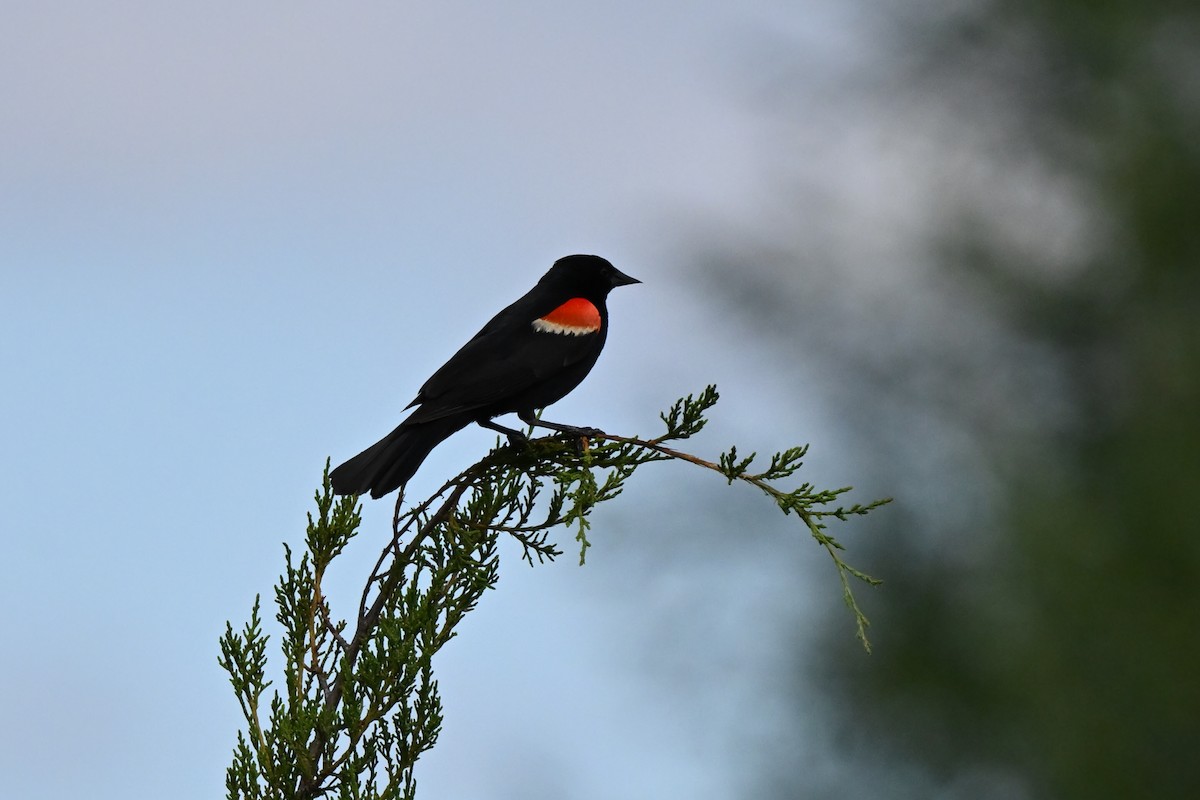 Red-winged Blackbird - Fred Zimmerman