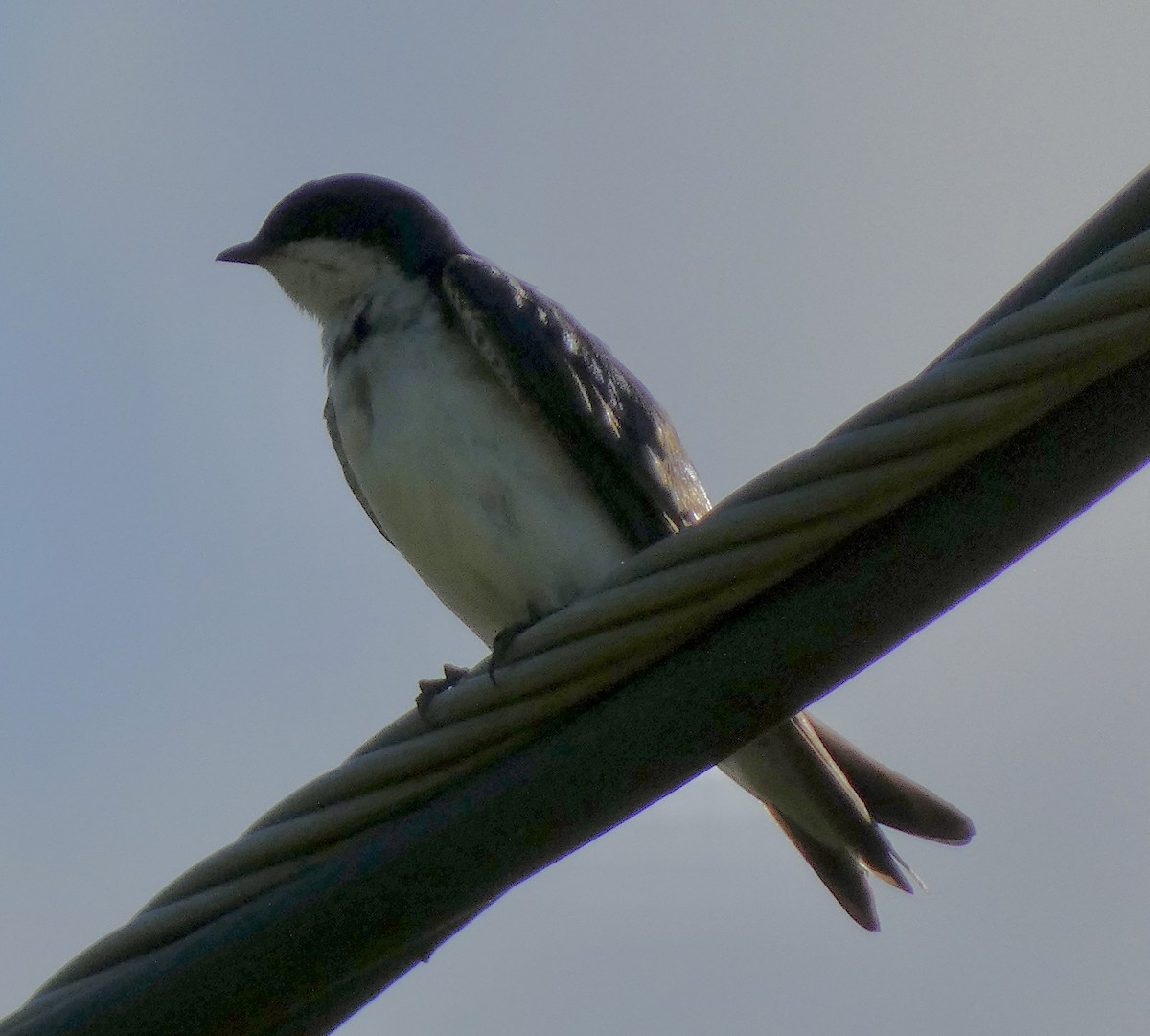 Tree Swallow - Connee Chandler