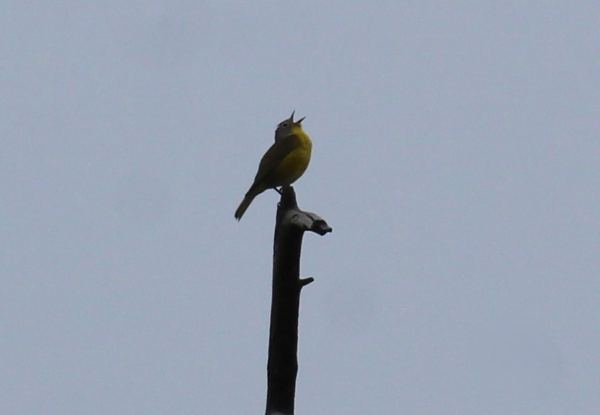 Nashville Warbler - ML620788574