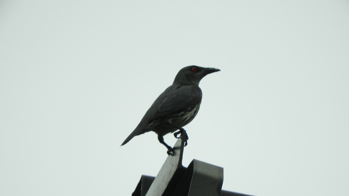 Asian Glossy Starling - ML620788576