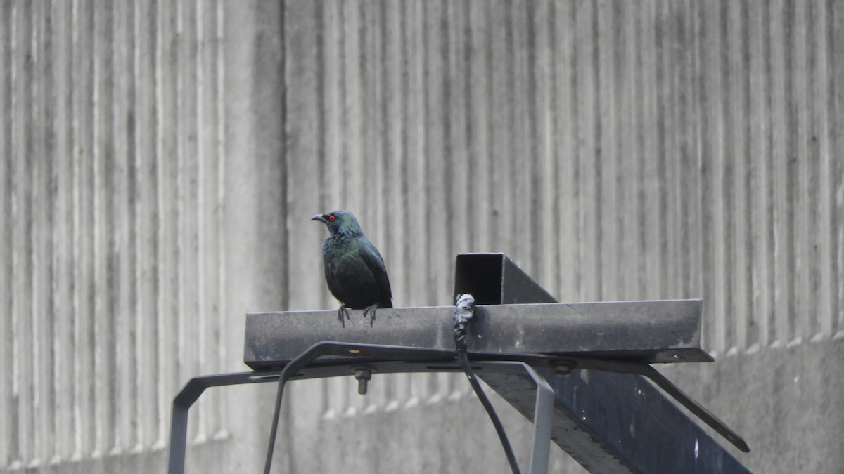 Asian Glossy Starling - ML620788578