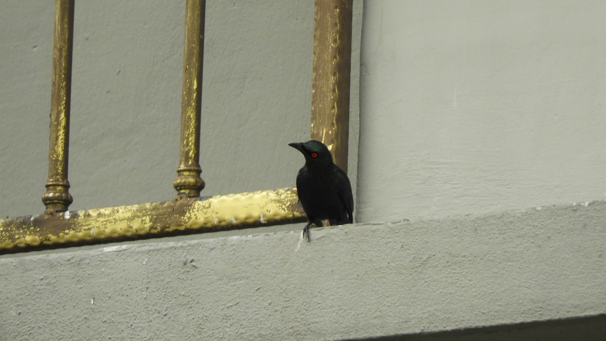 Asian Glossy Starling - ML620788580