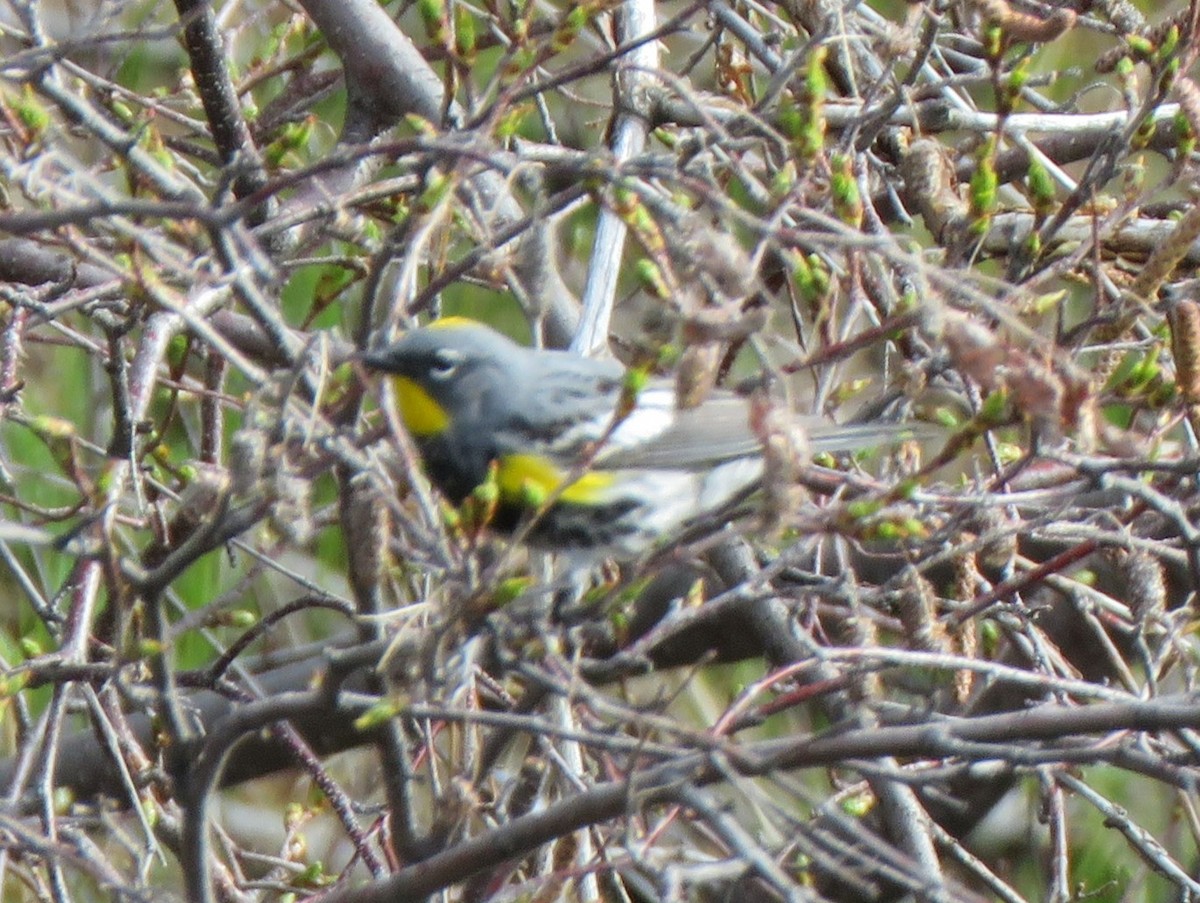 Yellow-rumped Warbler (Audubon's) - James Nelson