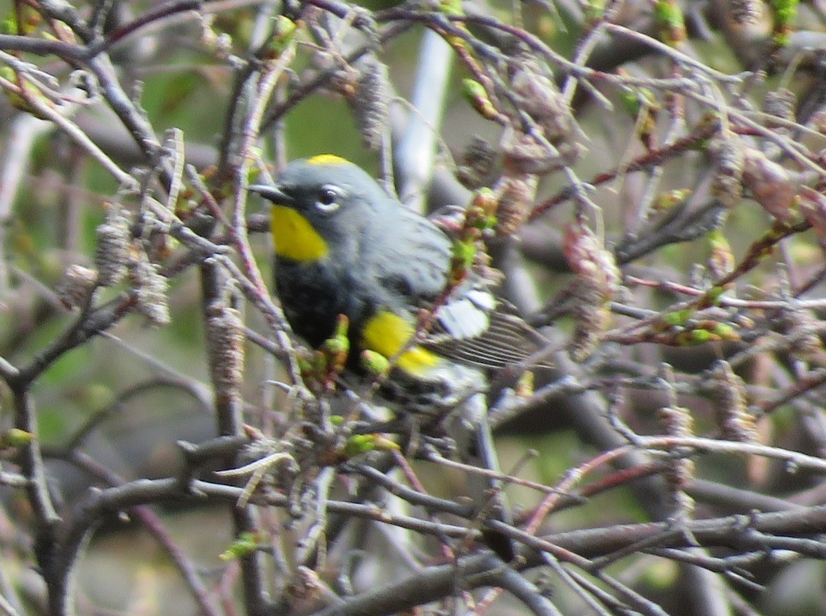 Yellow-rumped Warbler (Audubon's) - ML620788584