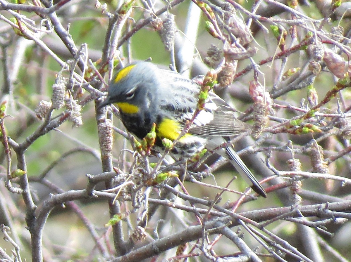Yellow-rumped Warbler (Audubon's) - ML620788585