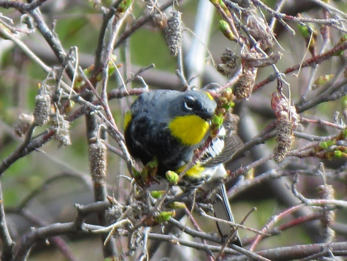 Yellow-rumped Warbler (Audubon's) - ML620788586