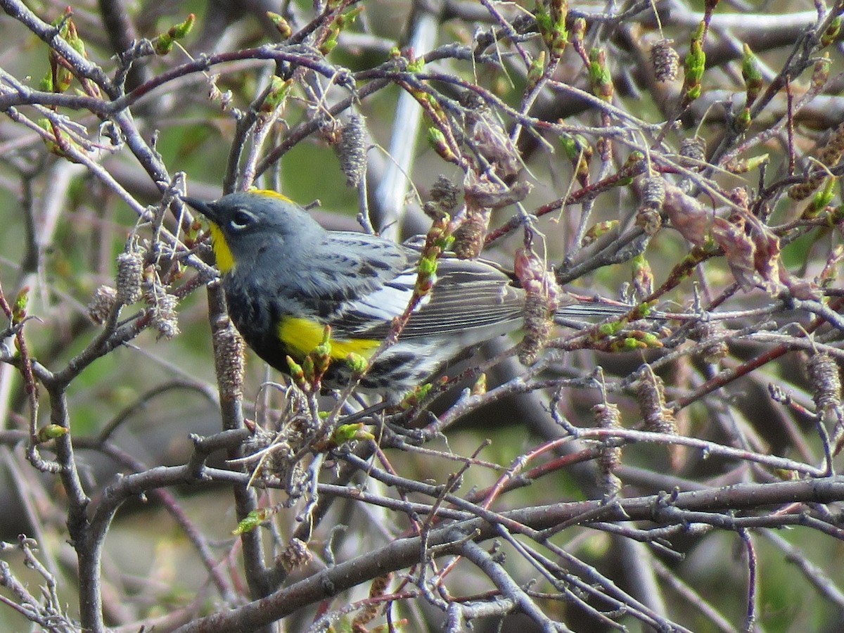 Yellow-rumped Warbler (Audubon's) - ML620788587