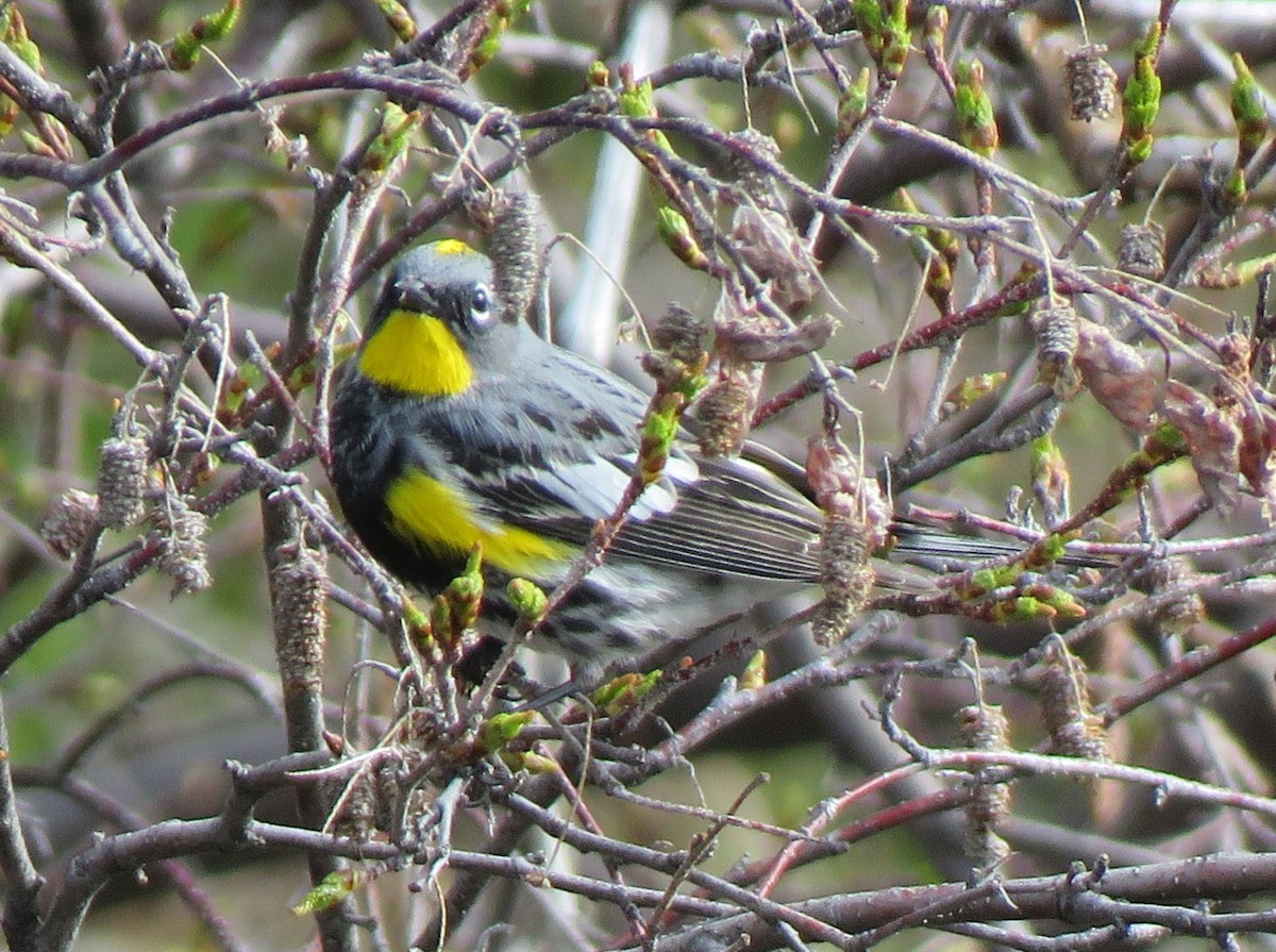 Yellow-rumped Warbler (Audubon's) - ML620788588