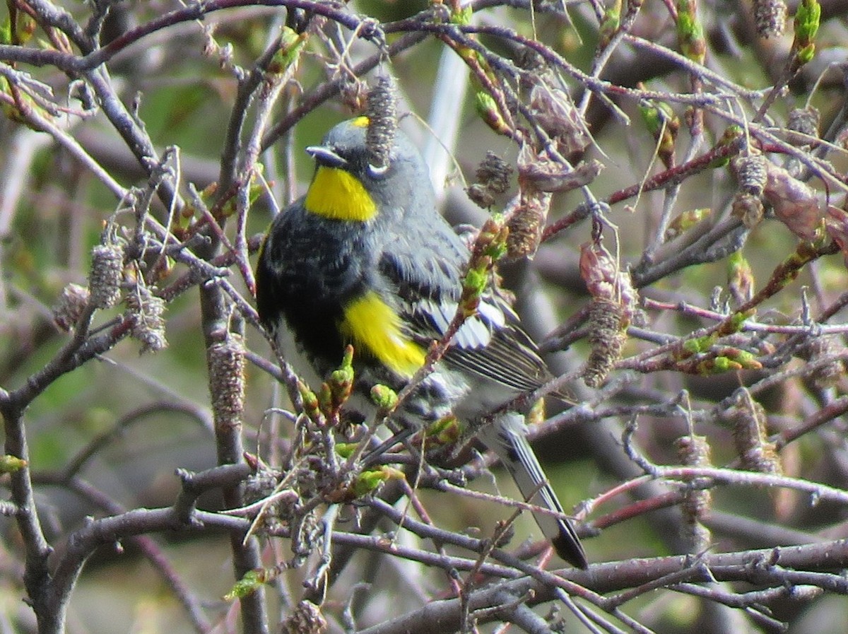 Yellow-rumped Warbler (Audubon's) - ML620788589