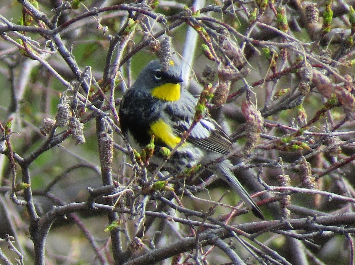 Yellow-rumped Warbler (Audubon's) - ML620788590