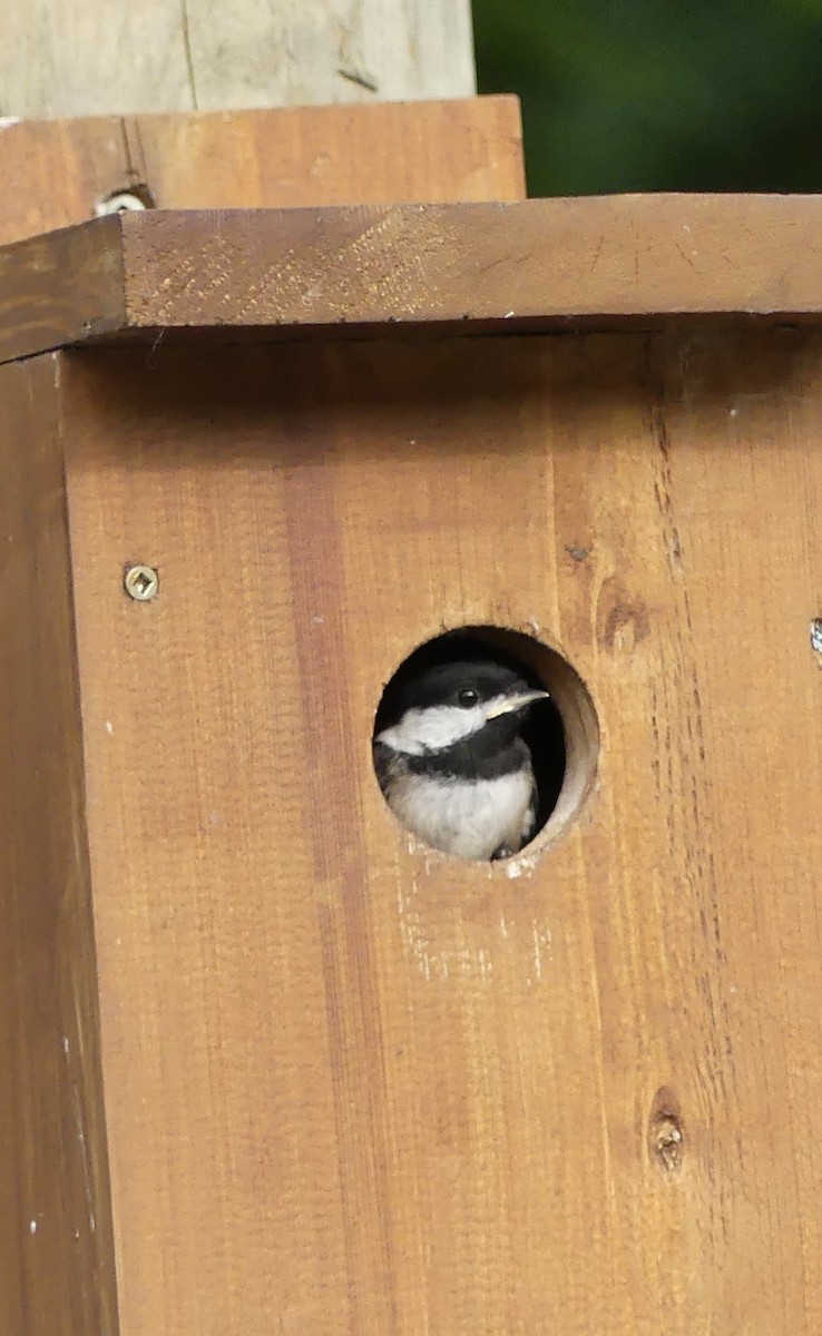 Black-capped Chickadee - ML620788592