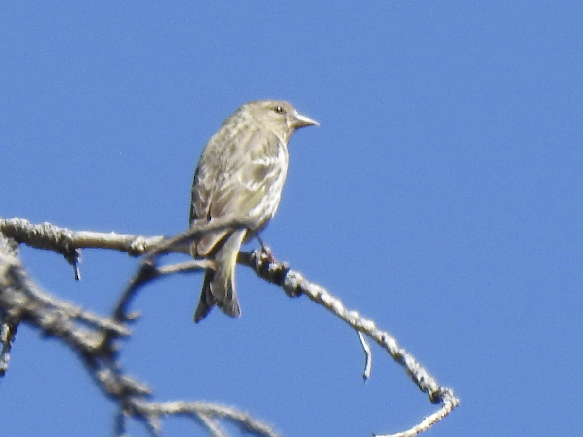 Pine Siskin - ML620788595