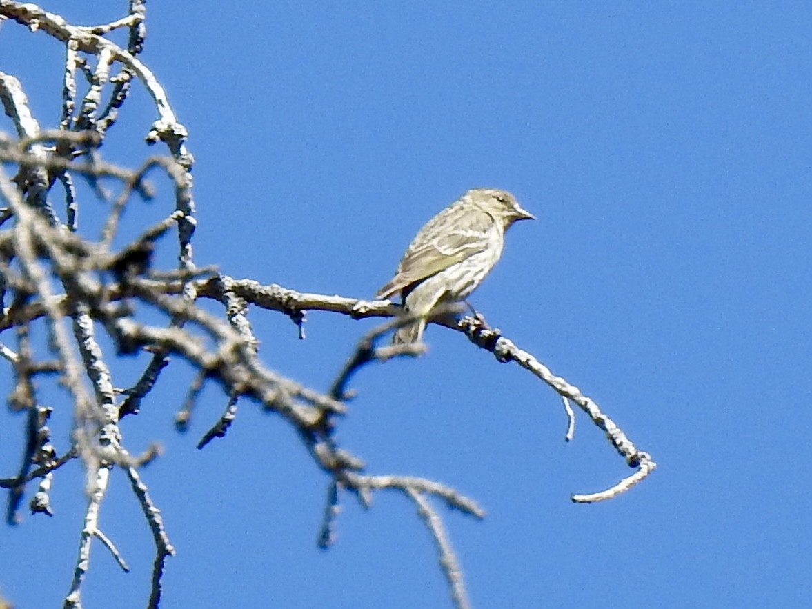 Pine Siskin - ML620788596