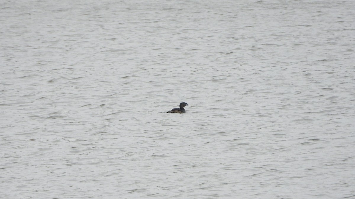 Pied-billed Grebe - ML620788598