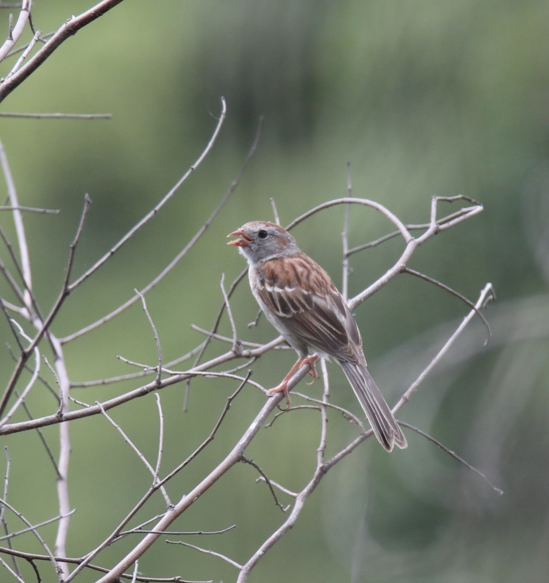 Field Sparrow - ML620788601