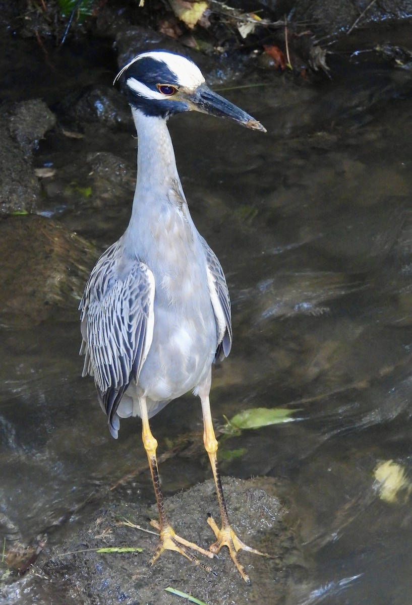 Yellow-crowned Night Heron - ML620788604