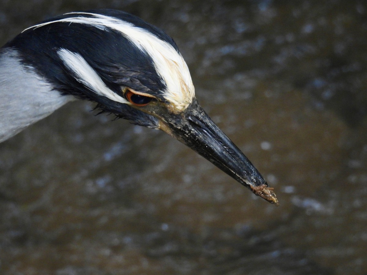 Yellow-crowned Night Heron - ML620788605