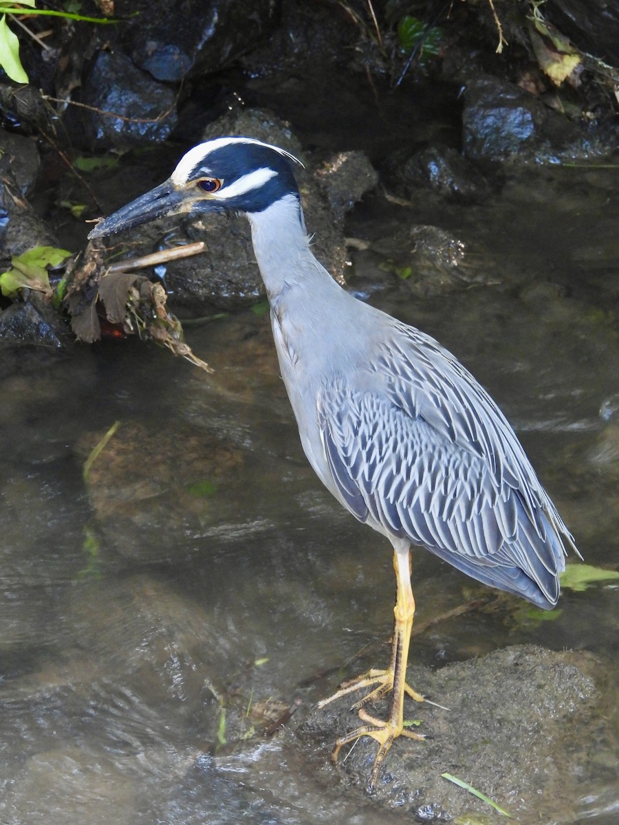 Yellow-crowned Night Heron - ML620788606