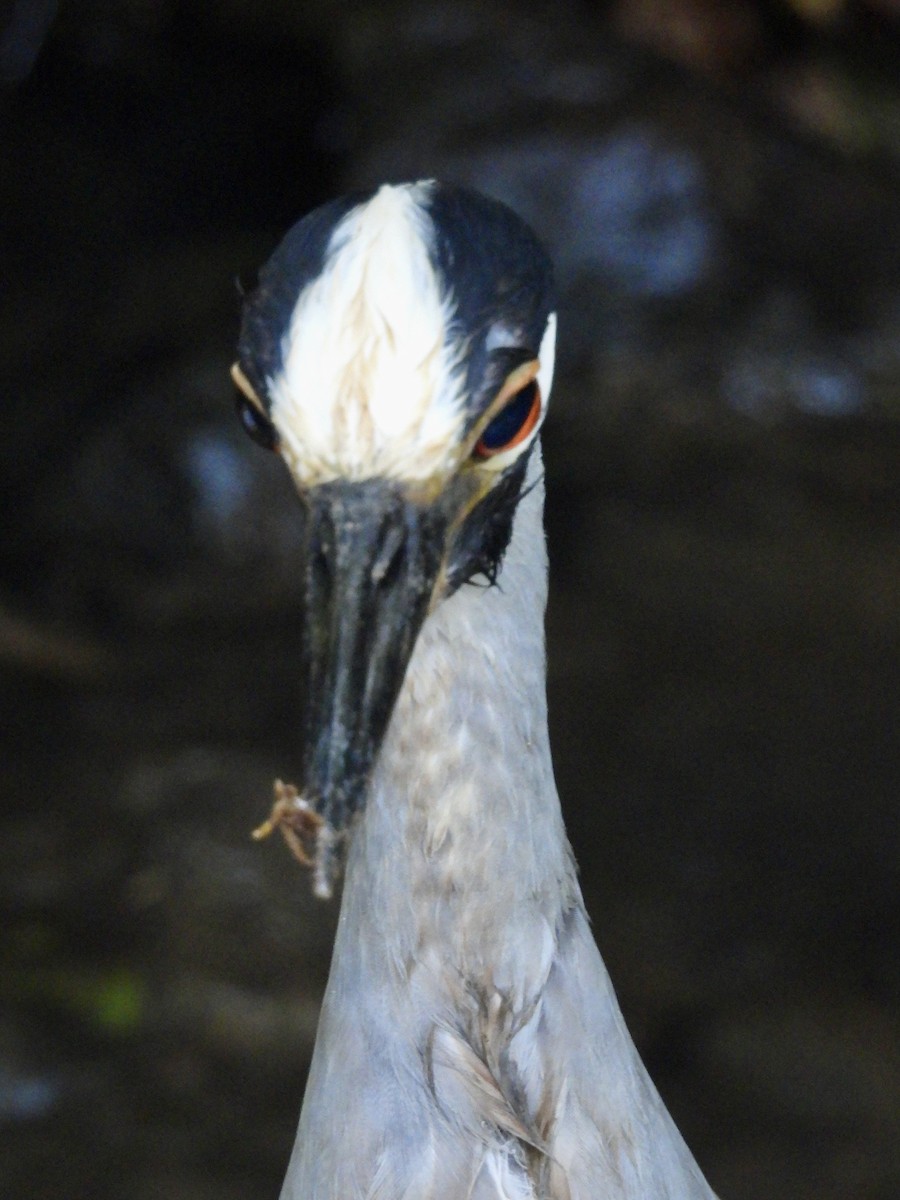 Yellow-crowned Night Heron - ML620788607