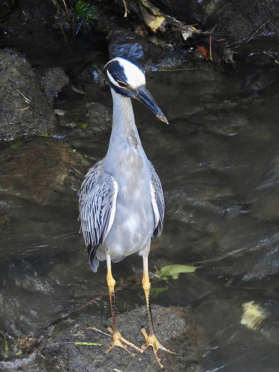 Yellow-crowned Night Heron - ML620788608