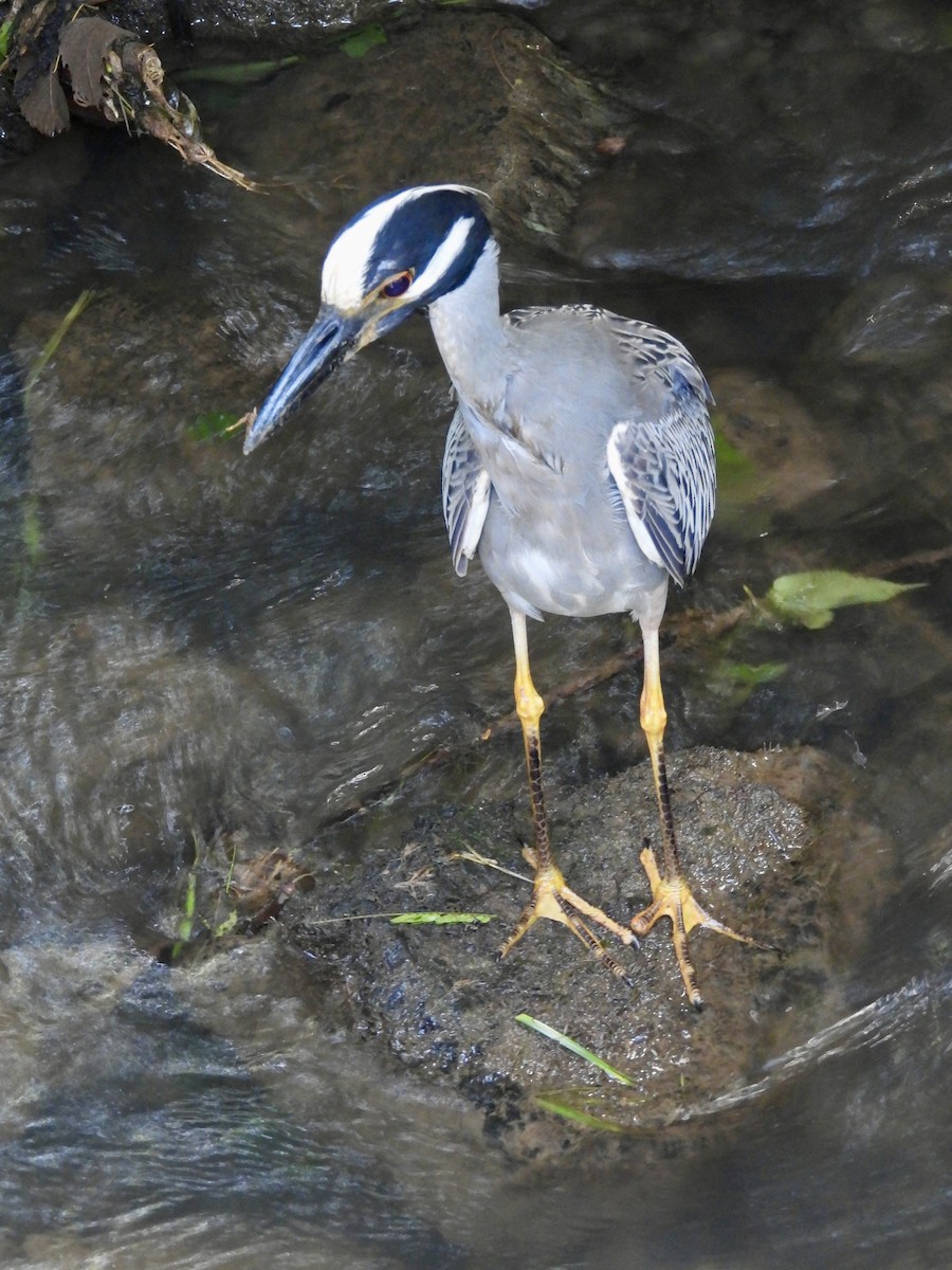 Yellow-crowned Night Heron - ML620788609