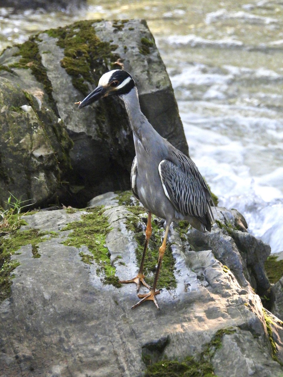 Yellow-crowned Night Heron - ML620788612